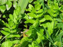 Image result for Berula erecta