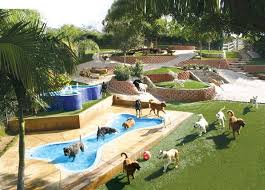 5 Vacation Destinations For Your Dog Seriously Hayvan Barinagi Kopek Kulubeleri Hayvan Haklari