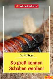 Kakerlaken Kennst Du Nur Als Kleine Tiere Die Kaum Grosser Als Ein Paar Millimeter Werden Falsch Gedacht Denn Auch Wenn Die Heimisch Schaben Schadlinge Essen