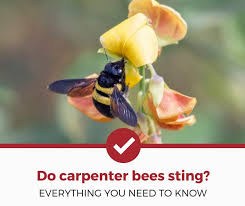 Do Carpenter Bees Sting Carpenter Bee Do Carpenter Bees Sting Bee Sting