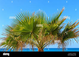 Image result for Borassus