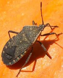 How to keep bugs off my zucchini plants. When Squash Bugs Attack Everything Is Homemade
