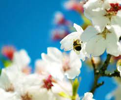 Beekeeping Revitalization Project Takes Off In Azerbaijan Azernews Spring Flowers Wallpaper Free Spring Wallpaper Spring Wallpaper