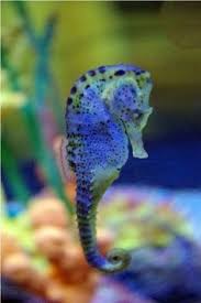 Tapak sulaiman tapak sulaiman ialah sejenis hidupan laut dari kelas asteroidea. 280 Laut Dalam Ideas Haiwan Peliharaan Bora Bora Tapak Sulaiman