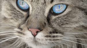Dreams about kittens represent either gentleness or vulnerability. Biblical Dream Interpretation Of Tiny Newborn Baby Kittens Getting Stepped On Newborn Kittens