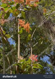 Image result for Triplaris americana