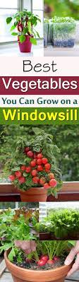 11 Best Vegetables To Grow On Windowsill Windowsill Vegetable Gardening Indoor Vegetable Gardening Organic Vegetable Garden Growing Vegetables