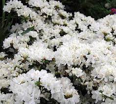 Hugedomains Com Azalea Flower Planting Shrubs Garden Shrubs