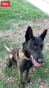 #darkmalinoismalinois #mahoganybelgianmalinois #workingdog  #malinoisareexspensive #malinoistraining