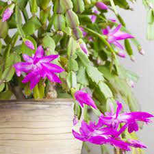 Order before 3pm for same which flowers are best for christmas? 25 Easy Houseplants Easy To Care For Indoor Plants