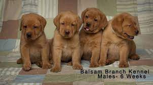 His momma is loves the water she will play for hours in her pool and the. Fox Red Labrador Puppies Six Weeks Old Males Puppies For Sale Laughing Puppy Silly Puppies Fox Fox Red Labrador Red Labrador Fox Red Labrador Puppy