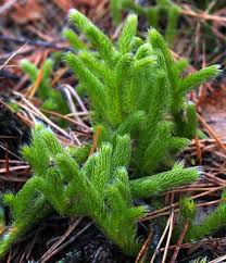 Image result for Lycopodium