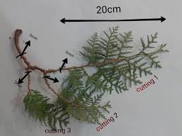 Image result for cuttings thujas