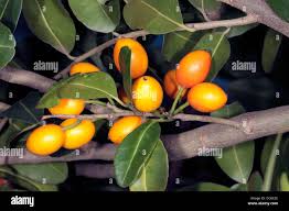 Image result for Drypetes