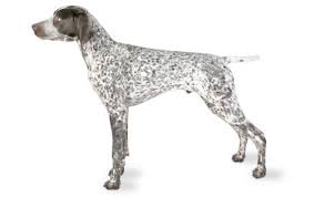 All pups have been wormed, have had their dew claws removed, and h… German Shorthaired Pointer Dog Breed Information Pictures Characteristics Facts Dogtime