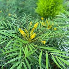 Image result for Hippocratea buchananii