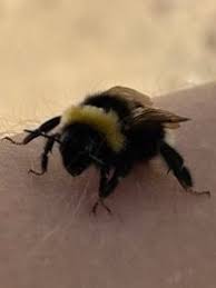 Image result for Bombus bohemicus