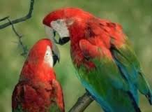 Info Parque Nacional Yasuní Orellana Ecuador | Turismo