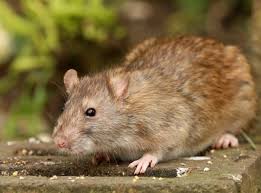 Die nager haben einen feinen. Ratten Vertreiben Und Vorbeugen Tipps Schadlinge Garten