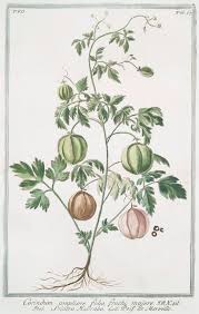 Image result for Cardiospermum halicacabum