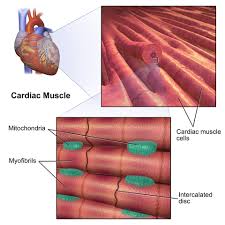 difference between smooth muscles and cardiac muscles