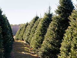 Christmas Trees Maple Row Farm