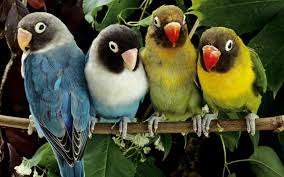 Lovebirds Wallpaper Hd Wallpaprs Naturezoomin Pet Birds Beautiful Bird Wallpaper Parrot Wallpaper