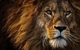 Close-up Photo of Lion's Head · Free Stock Photo