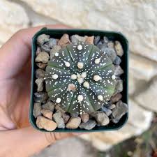 Image result for Thesium asterias