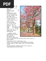 Image result for Ekebergia benguelensis