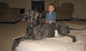 Biggest Dog In The World Meet George The 7ft Long Great