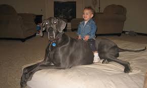 Biggest Dog In The World Meet George The 7ft Long Great