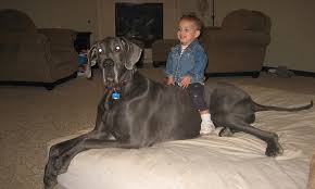 biggest dog in the world meet george the 7ft long great