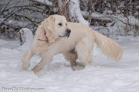 Golden retriever puppies for sale in texas facebook. Texas Tlc Golden Retrievers Home Facebook