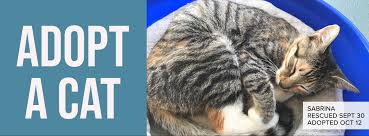 Arf adopts to the first good match and does not place animals on hold. Home Tulsa Spcatulsa Spca