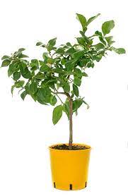 A horticultural destination gardens, classes, events, lectures triple oaks is more than a nursery. Twin Oaks Nursery