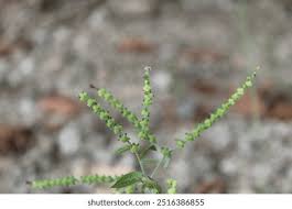 Image result for Cynoglossum lanceolatum