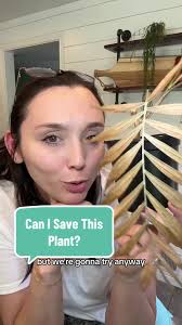 How to Cure Large Plants in R Vs B