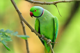 Image result for tbn:ED285OK8yRCGdM::www.hawanaajd.com/backgd/data/media/4/Wallpapers_-_Parrots_-_01.jpg