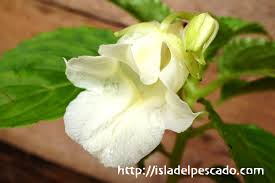 Image result for Impatiens mildbraedii