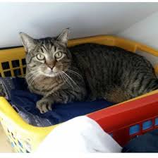 Polstermöbeln, sonstige pos polsterservice gmbh. Tasso Suche In 53547 Hausen Chili