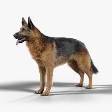 Check spelling or type a new query. German Shepherd 3d Models For Download Turbosquid
