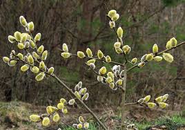Babylonica 'oberli' (oberli weeping willow) the hardiest selection of this species. Pussy Willow Tree How To Care For This Deciduous Shrub Trees Com