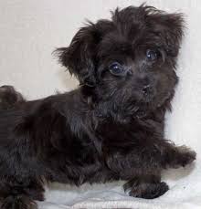 Scroll over picture for another picture. Morkiepoo Puppy For Sale Heavenly Puppies