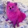 14 small white dog breeds to add to your family asap. 3