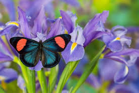 What do flowers look like to butterflies? How To Attract Butterflies Better Homes And Gardens