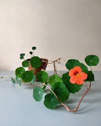 Tropaeolum For More Plant Inspiration Check Drawingplantlady On Instagram Hanging Plants Plants Cool Plants