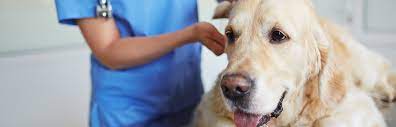 Did you use this practice before joining pet assure? Animal Hospital Union Hill