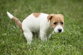 Wenn dein ehemals stubenreiner hund seit einiger zeit immer mal wieder ins haus macht, dann solltest du dir gedanken machen, ob sich irgend etwas im zusammenleben stark verändert hat. Hund Oder Welpen Stubenrein Bekommen Zooplus