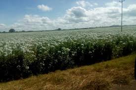 Image result for Astripomoea hyoscyamoides